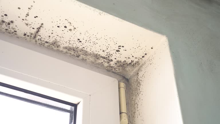 Best Residential Mold Inspection & Testing  in Peculiar, MO